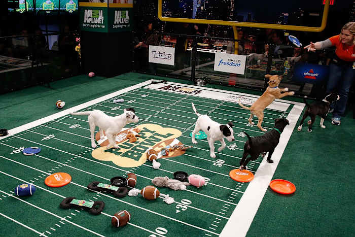 Puppy-Bowl-X-AP385784551590_3.jpg